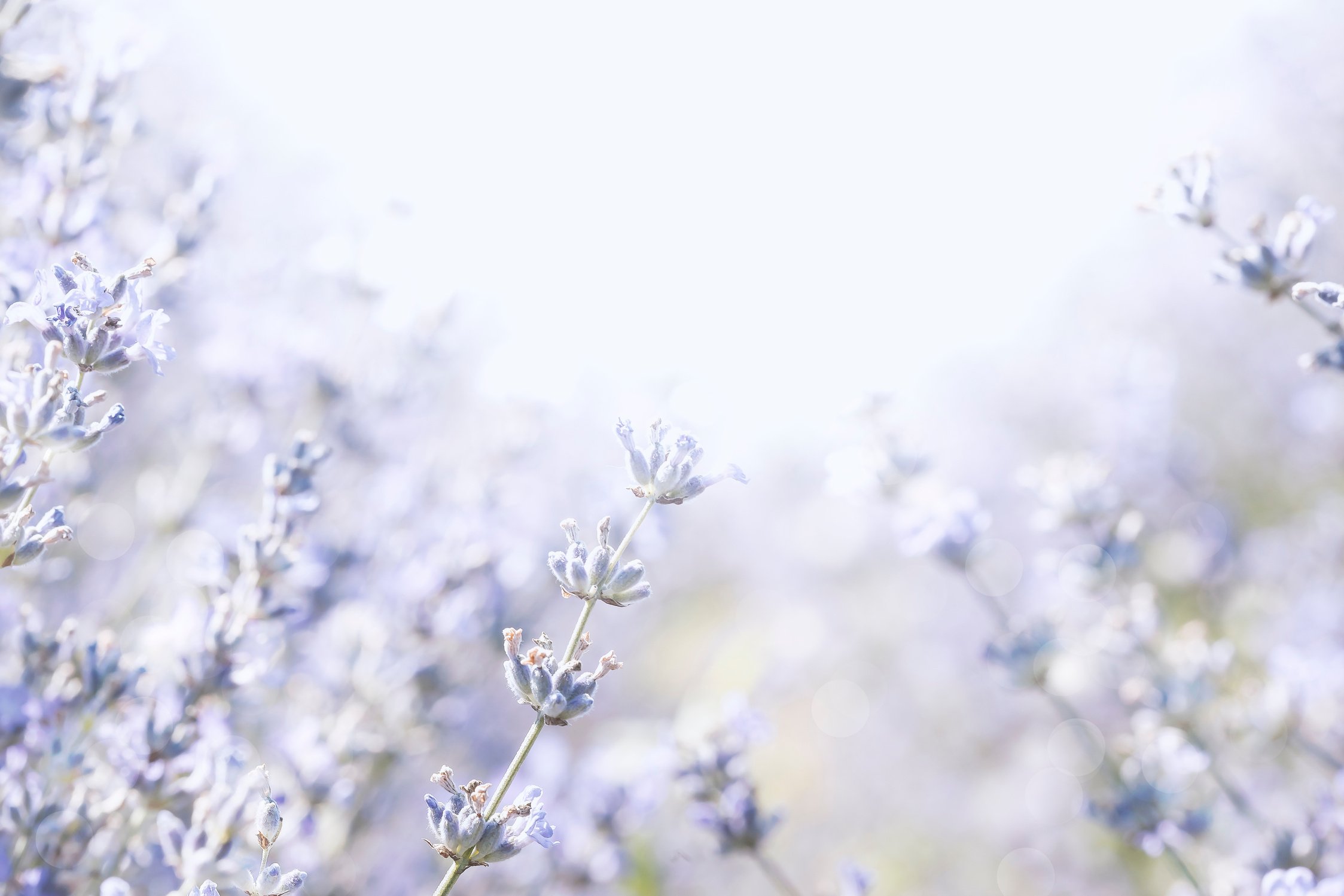 Lavender garden background