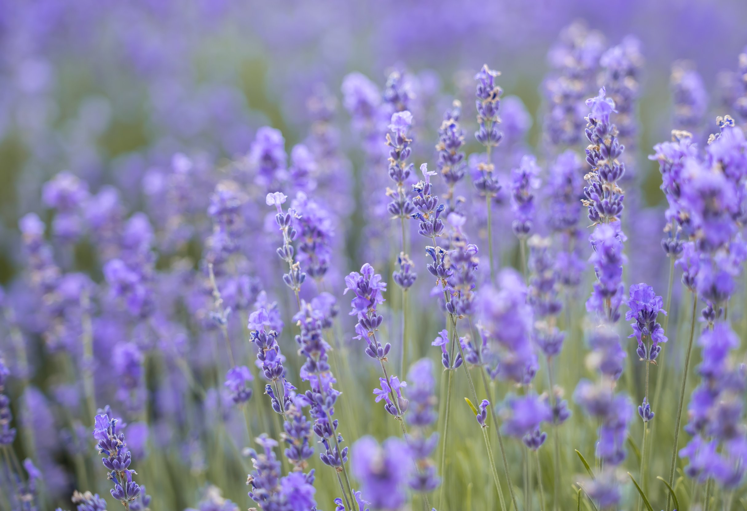 Lavender background